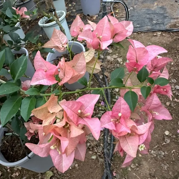 【卡亚塔】四季开花勤花（落花落叶不售后一个月内换盆不售后）