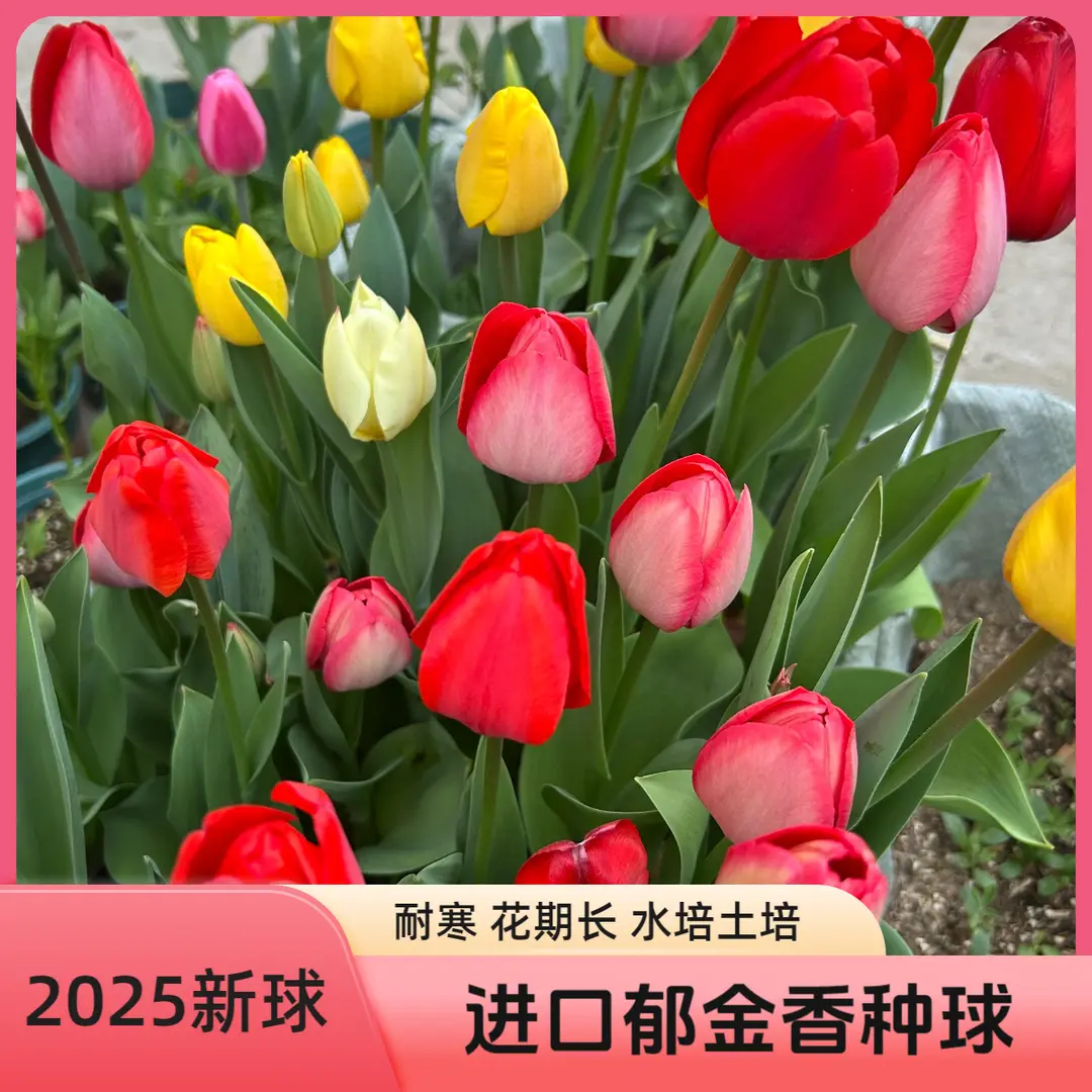 进口郁金香种球耐寒多年生开花爆满四季开花水培土培阳台花盆种植