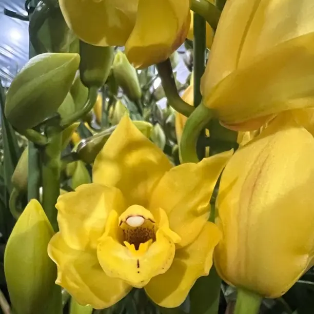 金色大帝 室内好养易活 大花蕙兰盆栽落地款