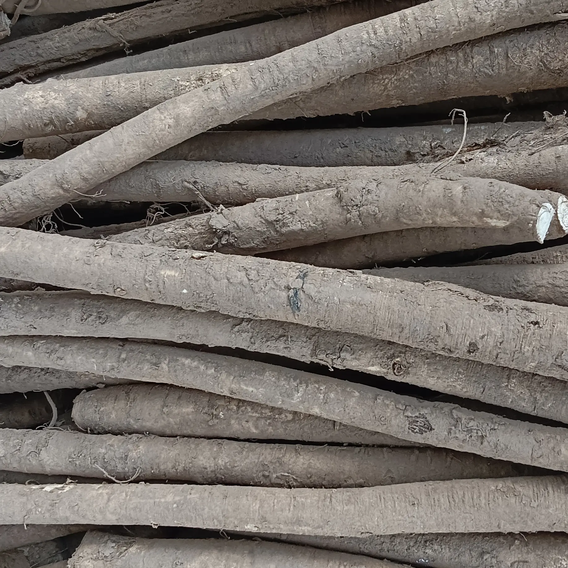 甘肃岷县原产地高海拔鲜黄芪节子滋补养生泡水炖汤包邮