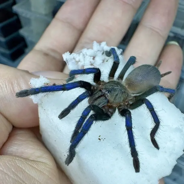 一图一物系列（婆罗洲蓝宝石6厘米母）编号032