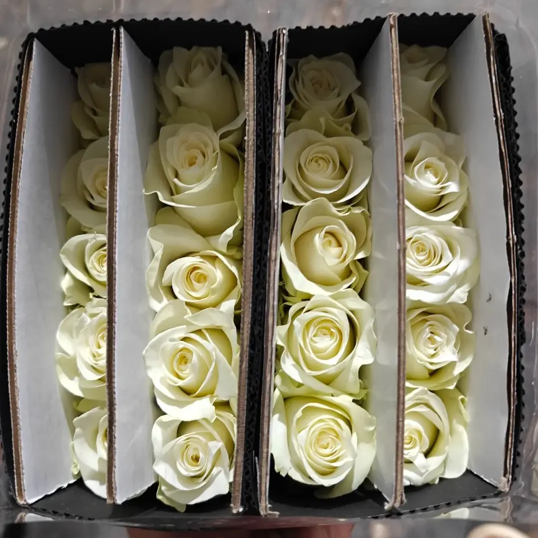 20把起发)梦金鹏骄傲玫瑰20支(批发商花店工作室婚庆拿货)
