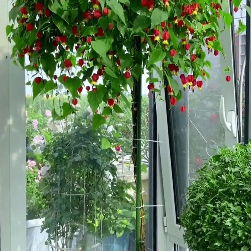 灯笼花盆栽蔓性风铃花爬藤植物四季开花好养耐阴庭院花卉