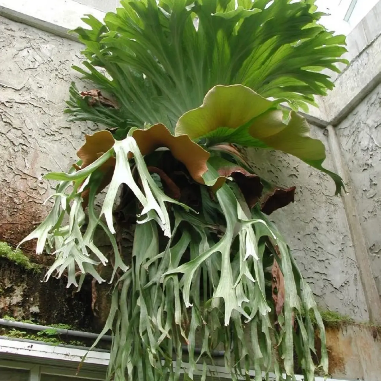 巨兽鹿角蕨 孢子苗杯苗 包邮