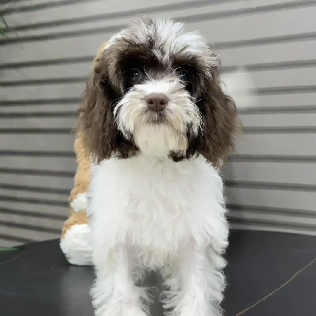 巧白花燕尾服可卡布 小体 母 疫苗驱虫已做 巧克力色鼻子 