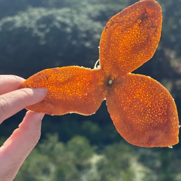 广西浦北2025年冬后大红皮