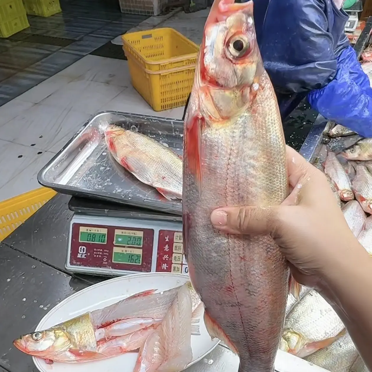 东北冷水野生大白鱼翘嘴岛子鱼7-8斤多条