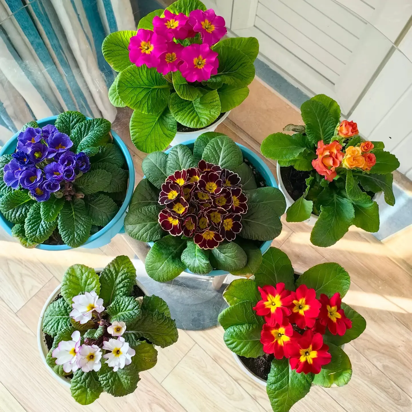 欧洲玫瑰报春花盆栽带香味冬季耐寒四季开花阳台室内多色花苗花卉