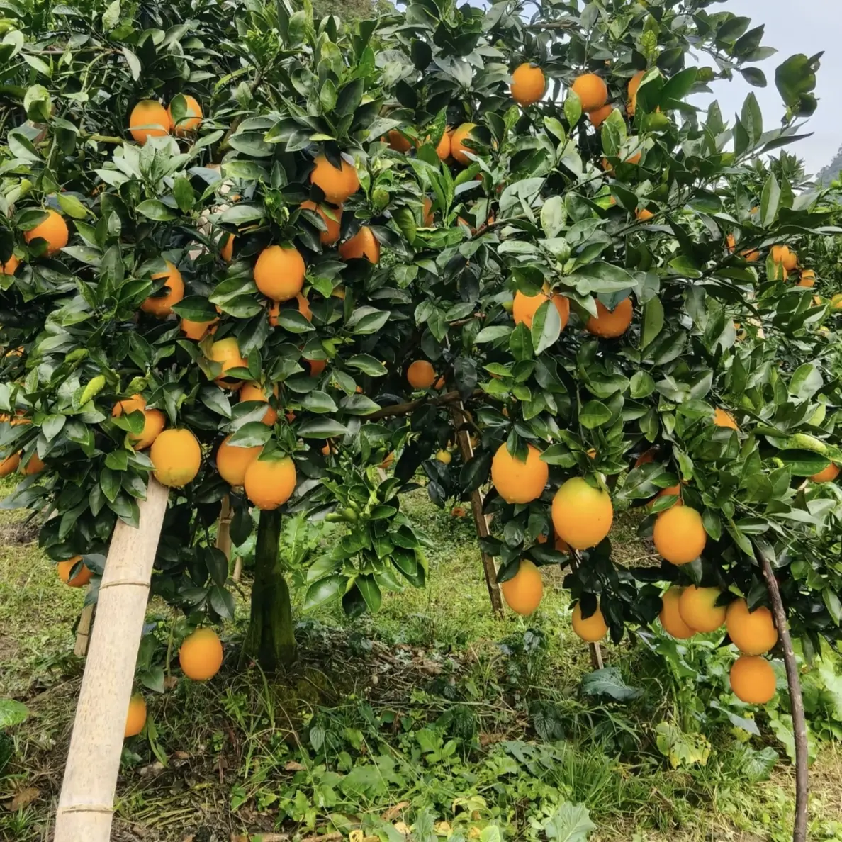 正宗江西赣南冰糖橙脐橙新鲜现摘酸甜多汁应季水果橙子果园直发