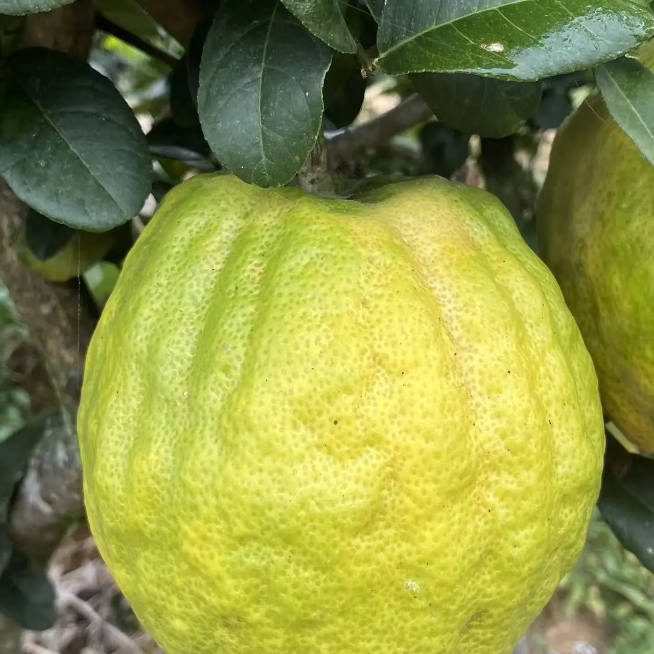 临沧高山香橼食用果，干疤微瑕不影响使用