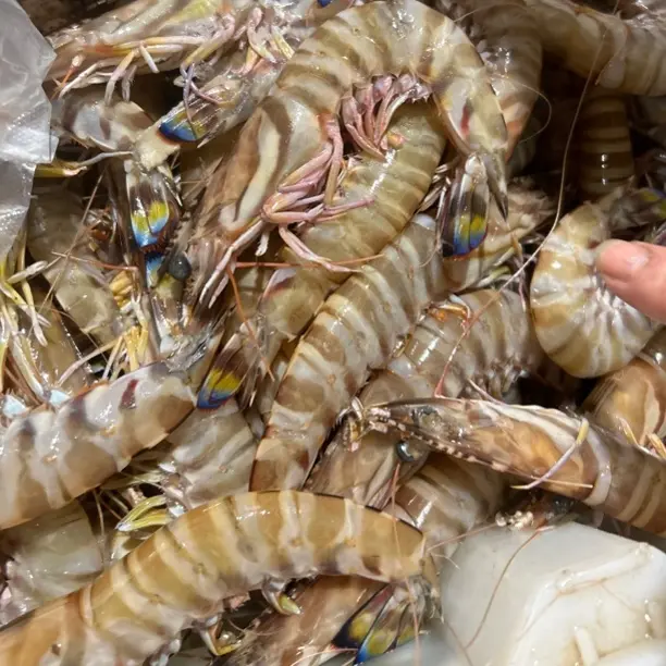 野生九节虾竹节虾3斤 花虾速冻鲜虾顺丰冷链发货