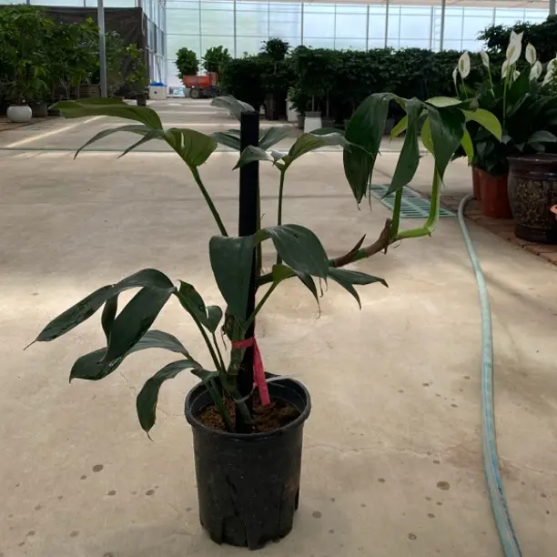 麒麟尾小盆室内办公室