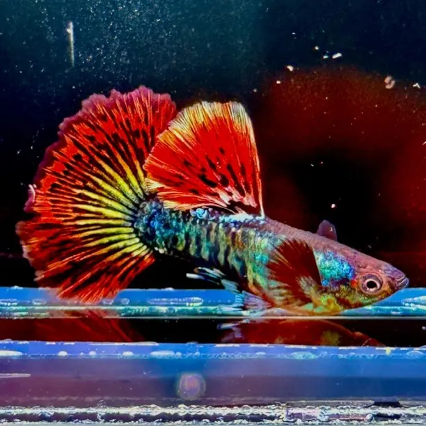 红龙大背孔雀鱼热带小型淡水好养耐活适合新手观赏鱼