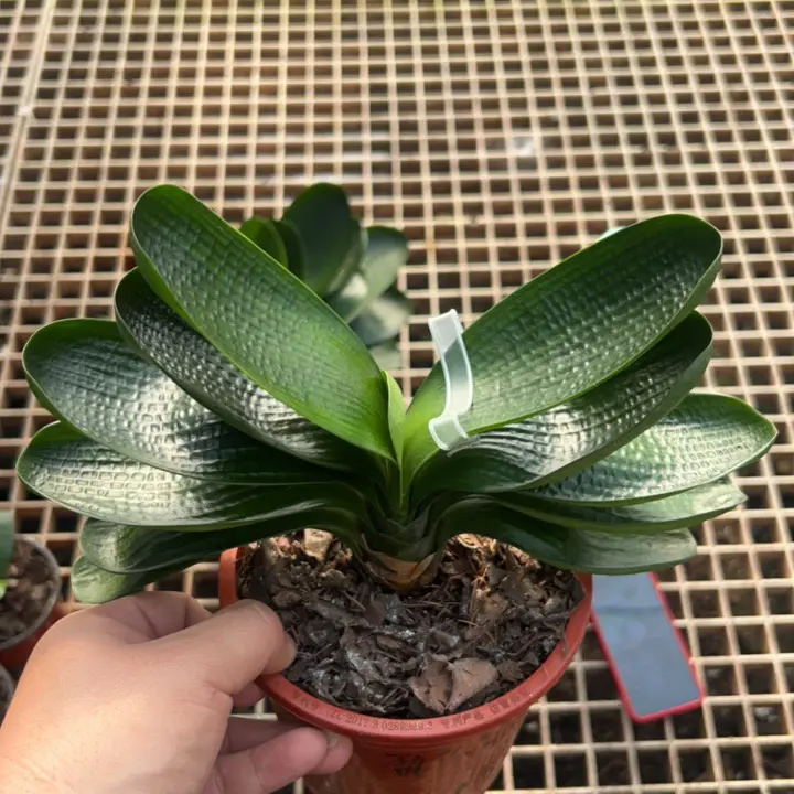 君子兰盆栽名贵花卉高档绿植当年开花四季常青好养易活室内阳台