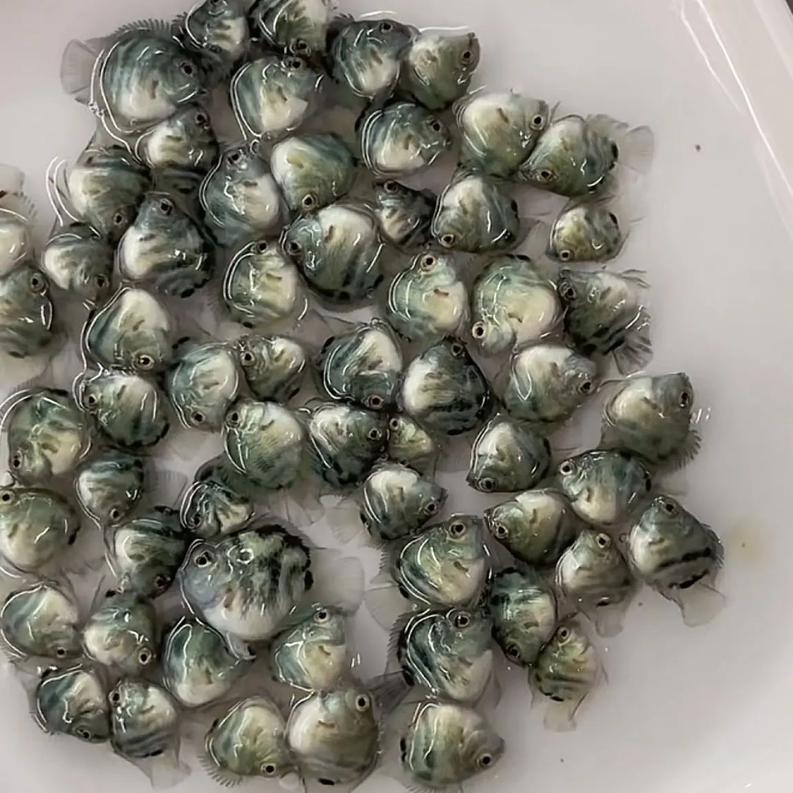 桃心白金宝蓝迷你鹦鹉鱼.个人玩家.家庭繁殖