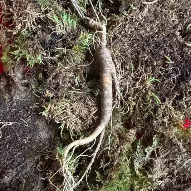 15年新鲜林下参 直播专用改价链接