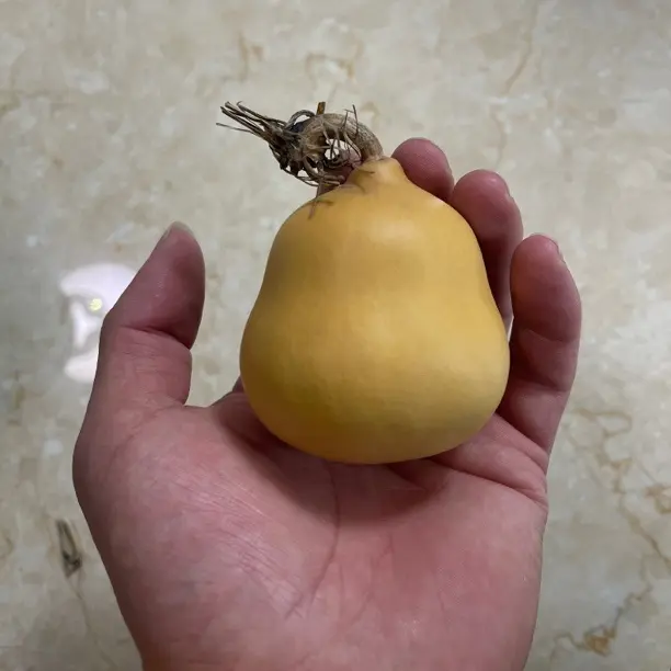 小胖墩葫芦7 ～9 厘米，皮质光滑轻微色差直立稳坐