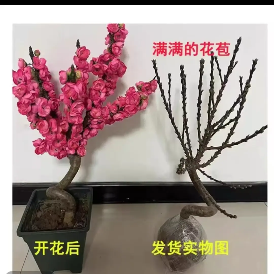 红梅花骨里红浓香型耐寒植物老桩花苗阳台庭院冬季开花花卉