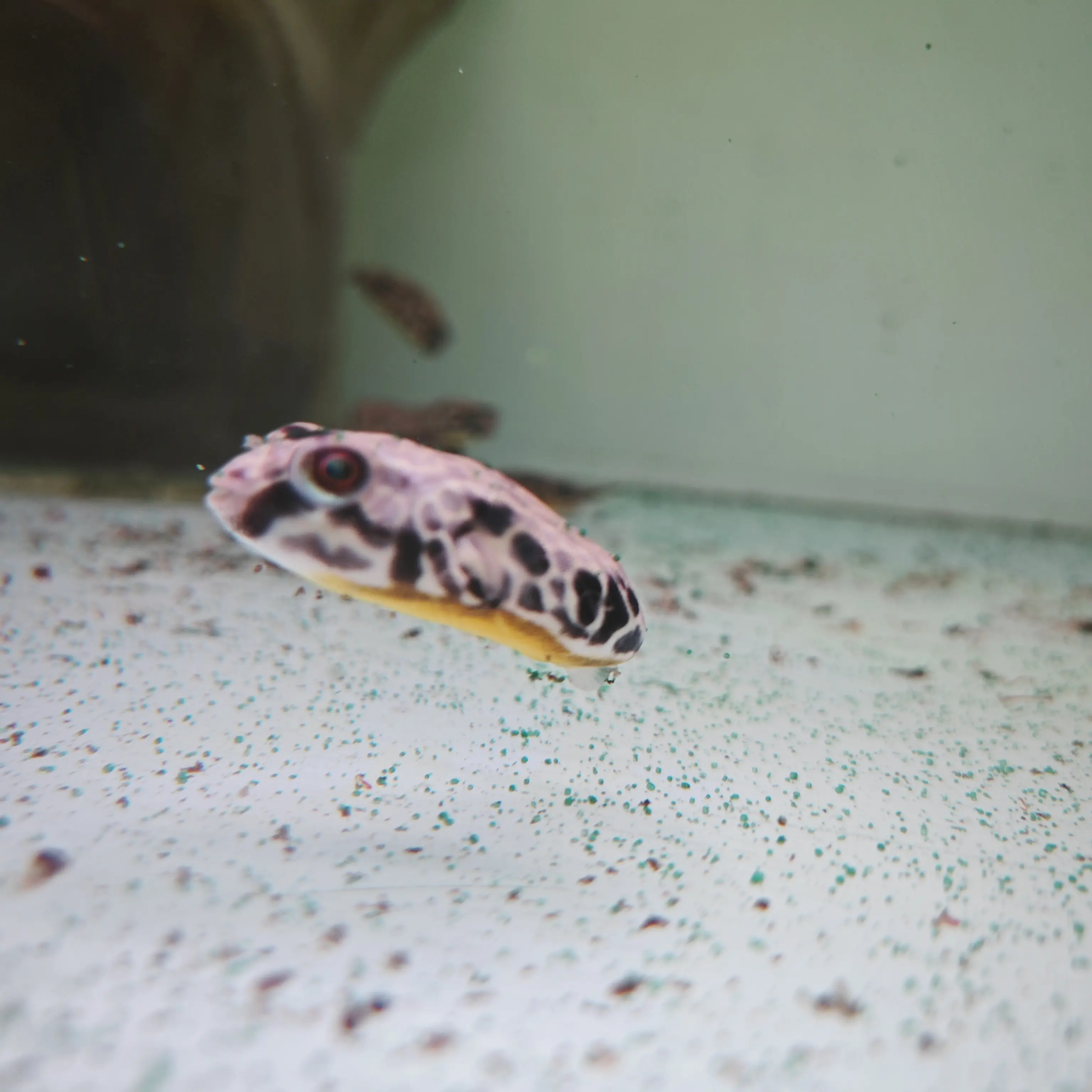 皇冠狗头  单养小狗头磨砂眼 狗头类猛鱼可爱