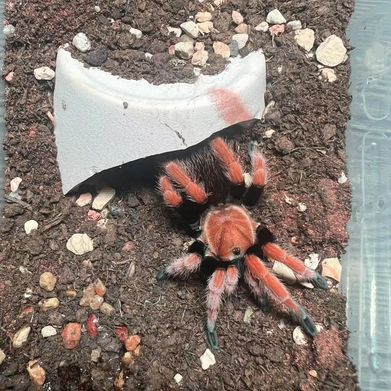 【墨西哥血脚】Aphonopelma bicoloratum