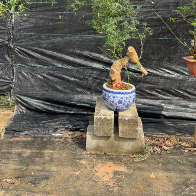 小叶簕竹老桩盆景四季常青室内客厅办公室桌面禅意绿植易养活