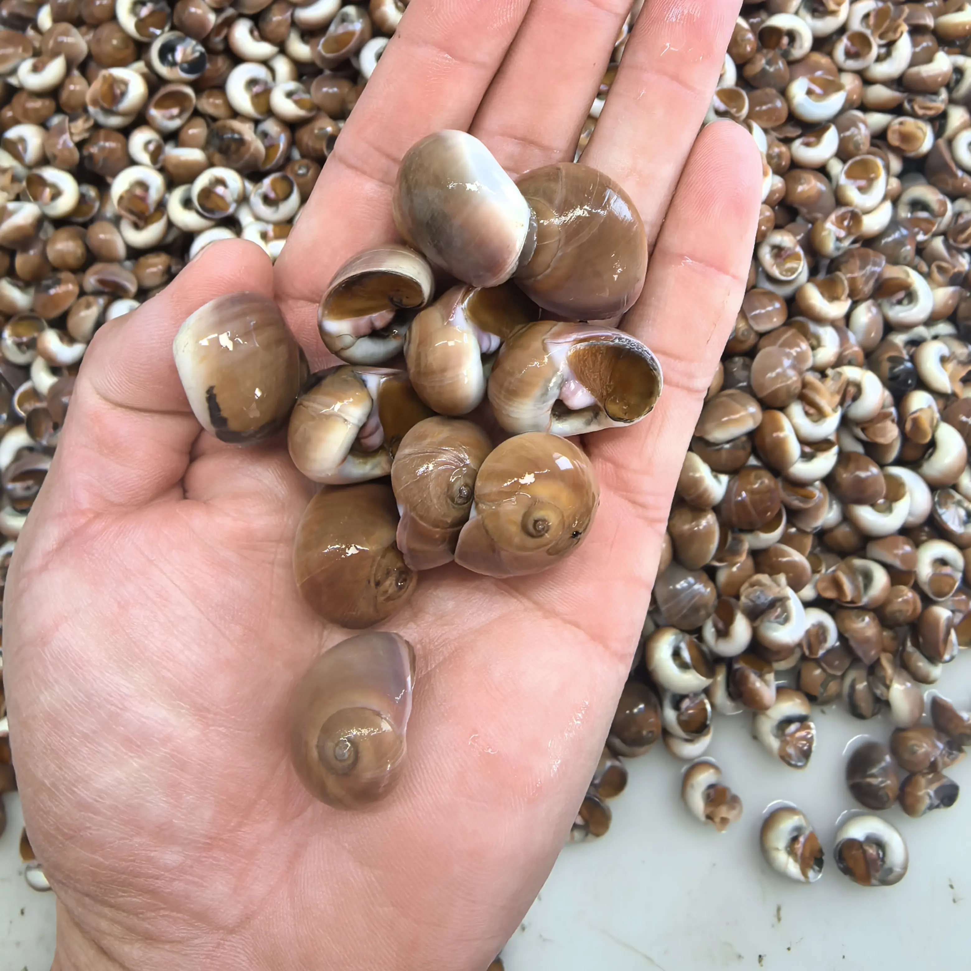 大连旅顺红香螺（正宗的香螺），吐完泥沙发货，带硬黄，70粒到90粒