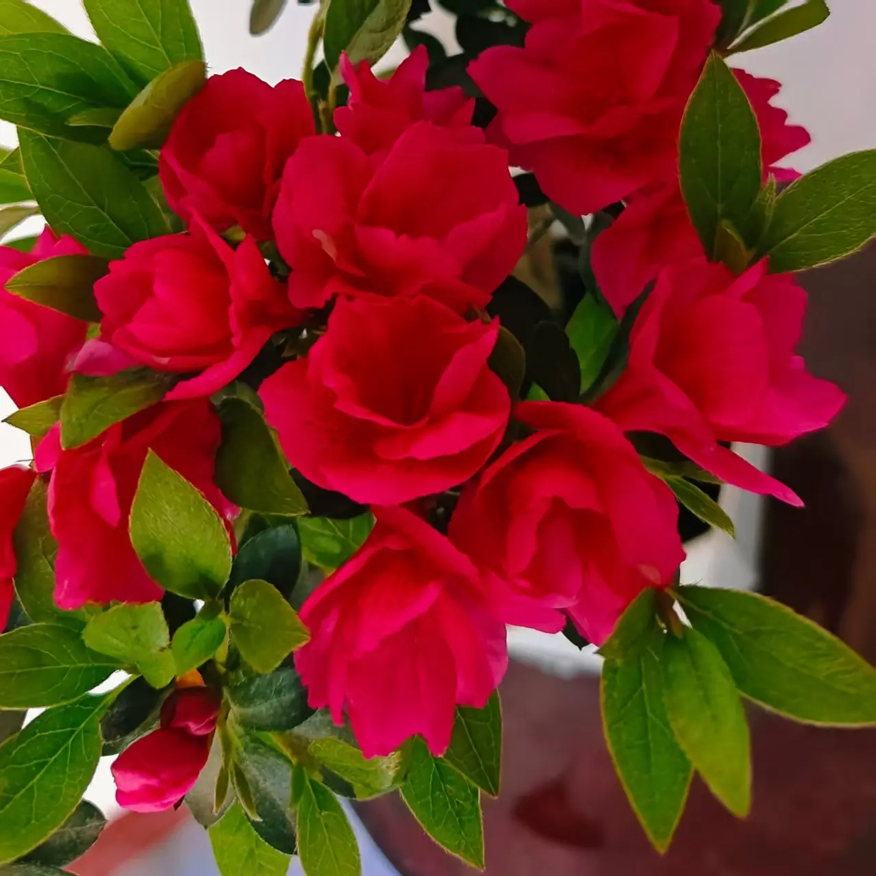 多色杜鹃花盆栽花期长花量大室外阳台庭院绿植花卉好养