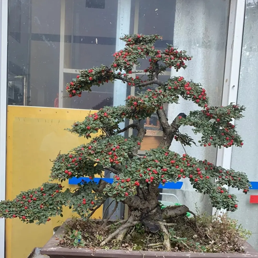 荀子铁马鞭火棘绿植盆景老桩精品矮霸盆栽植物