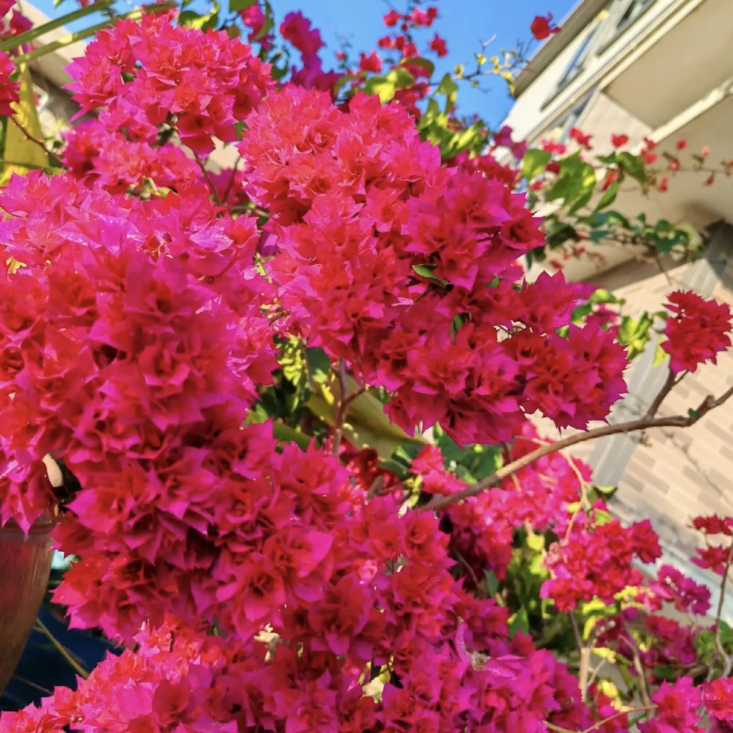 （重瓣红）三角梅四季勤花好养易活阳台庭院绿植花卉