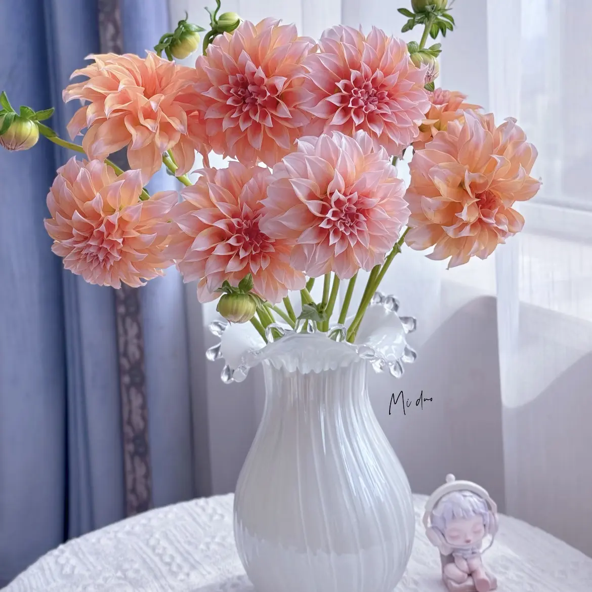 大丽花云南基地直发室内水养清新花卉