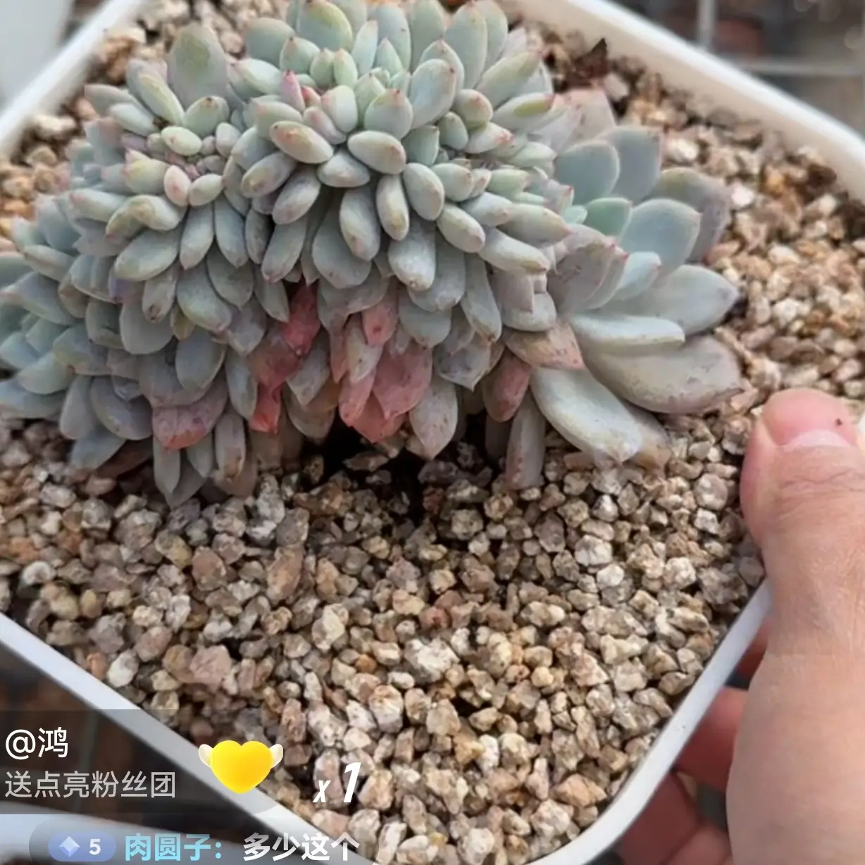 星影缀化石榴籽多肉植物盆栽绿植漳州基地易活好养护