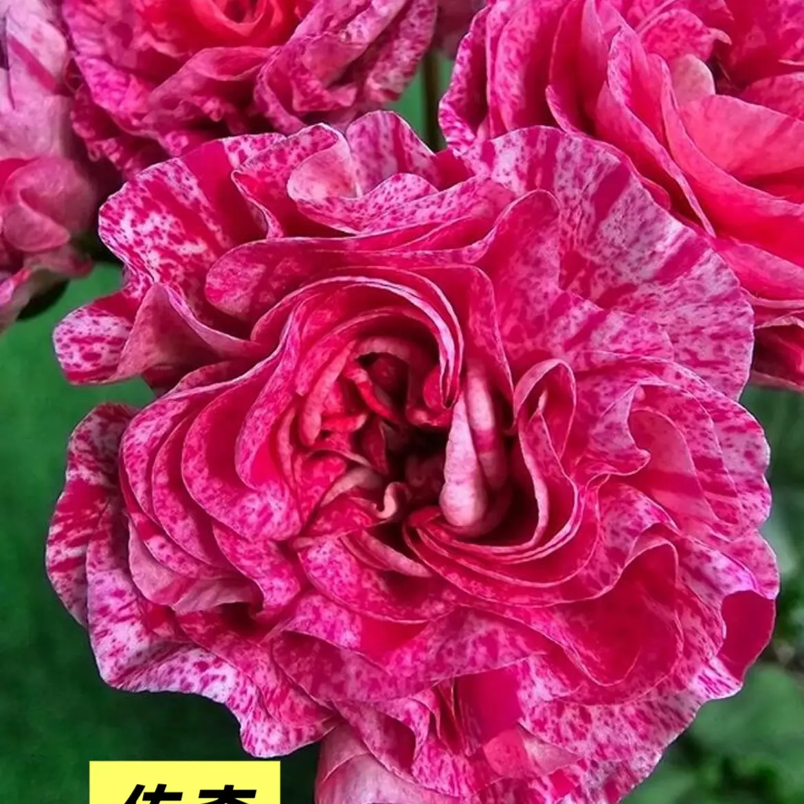 传奇新品半兽喷点天竺葵