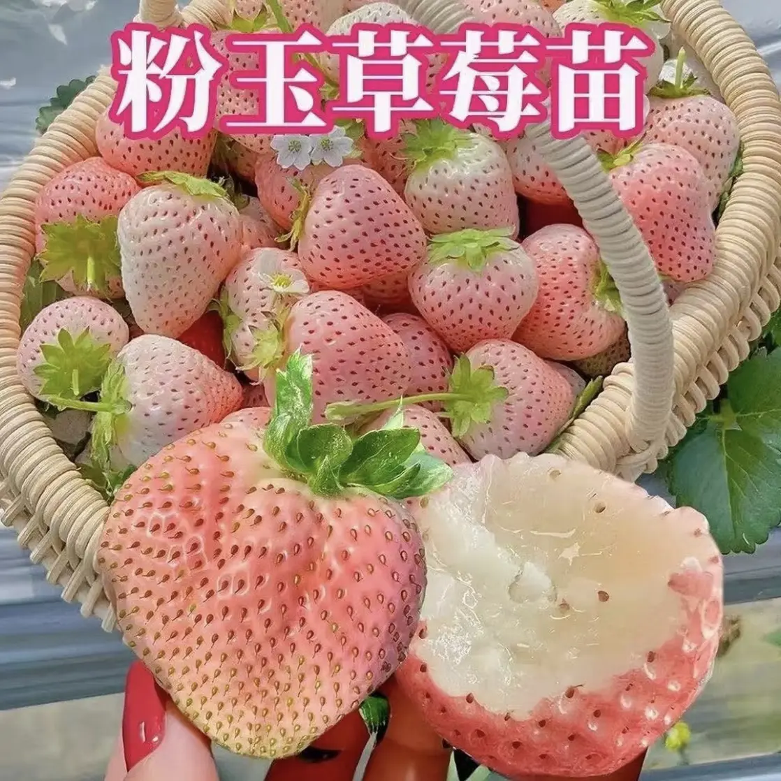 草莓苗加仑盆大苗栽活发货南方北方庭院阳台种植粉玉草莓苗