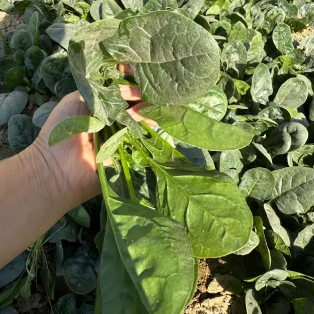 爷爷奶奶自家种的菠菜圆叶子尖叶子随机发