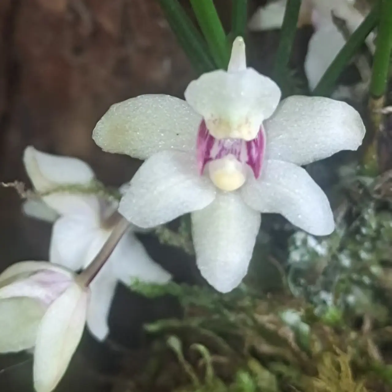 稀有槽舌兰、附生兰、有香