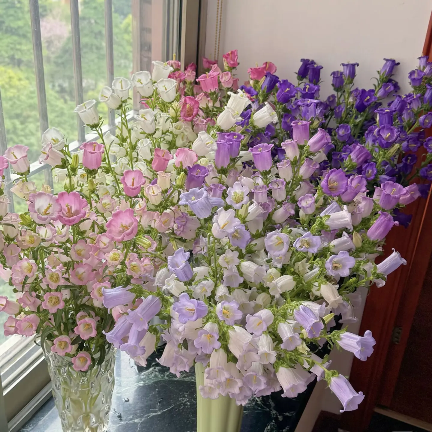 【风铃花】鲜切花两单普快三单顺丰冷链云南基地直发