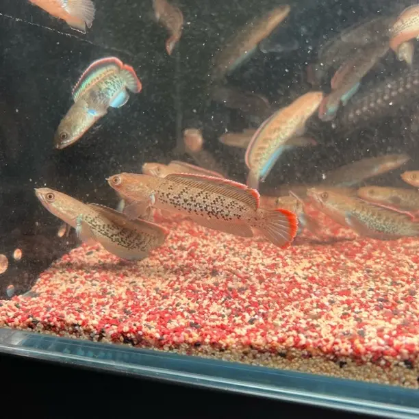 印尼鬼王雷龙鱼8-10公分