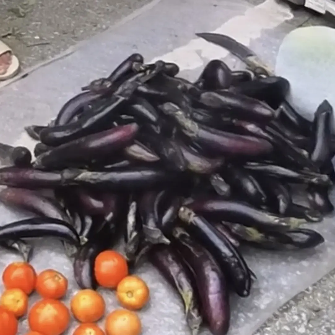 东北新鲜紫茄子嫩茄子农家现摘蒜茄子生吃蘸酱菜产地直发绿瓤干瓤