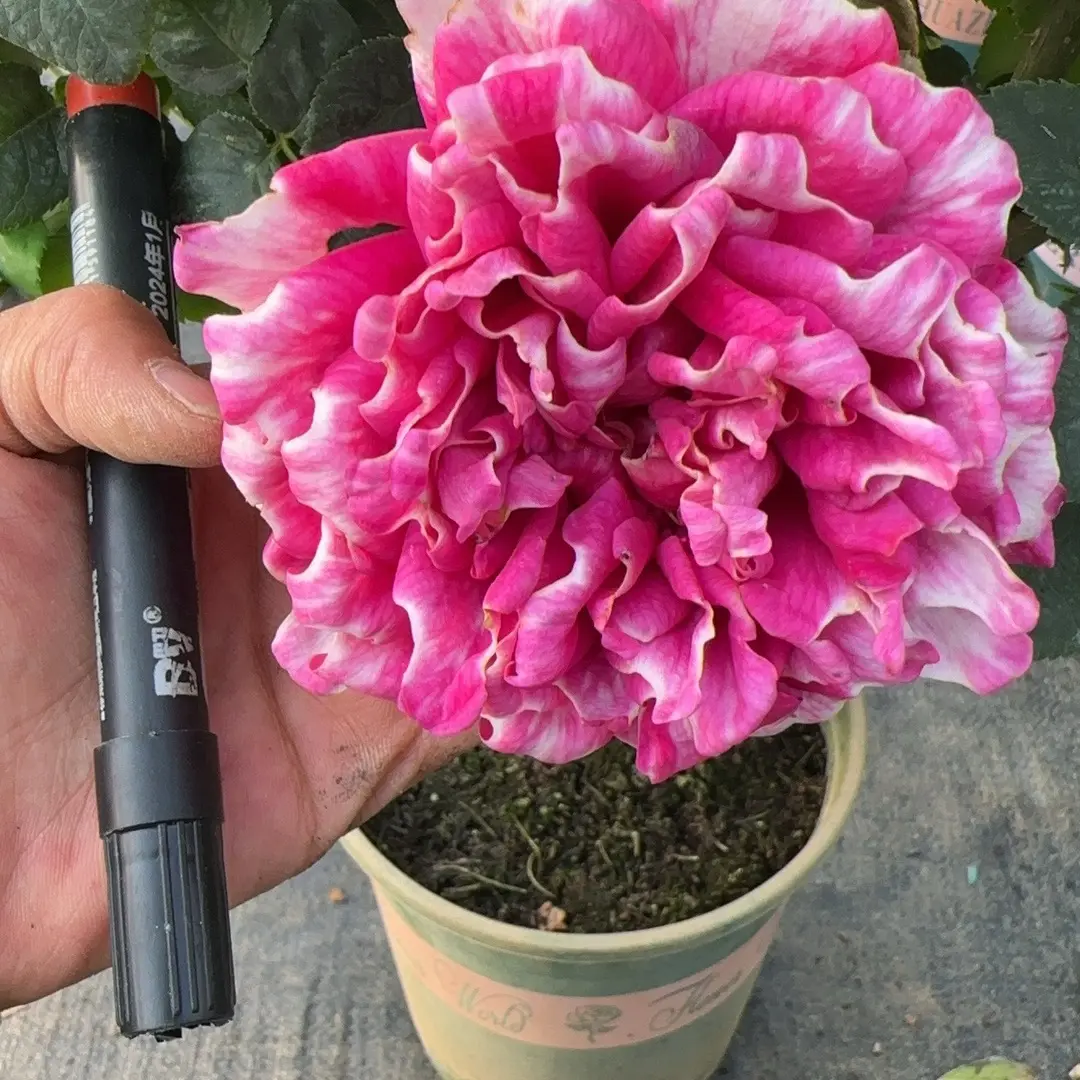 星月月季 独颗露天扦插大苗月季玫瑰 一物一拍 四季开花多年生