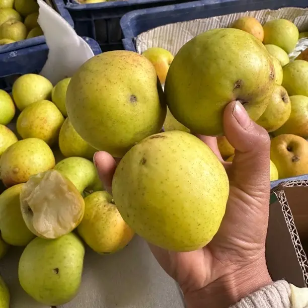 云南昭通瑞雪苹果宝宝瑕疵果脆甜多汁香味浓郁