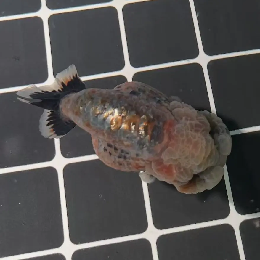 秀秀兰寿直播间下单链接《私拍发饲料》不是图片鱼，直播间选购为准！