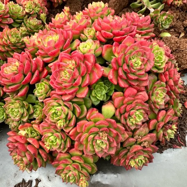 玫瑰蒂亚，3年老桩整桩耐冻好养，南方北方都可以种植，脱土发货