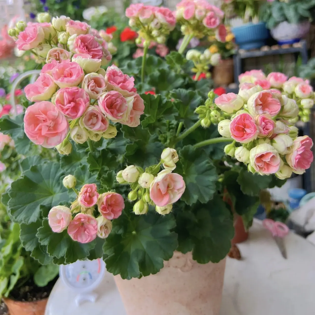 王小帅【玫瑰小姐】天竺葵盆栽阳台庭院花卉