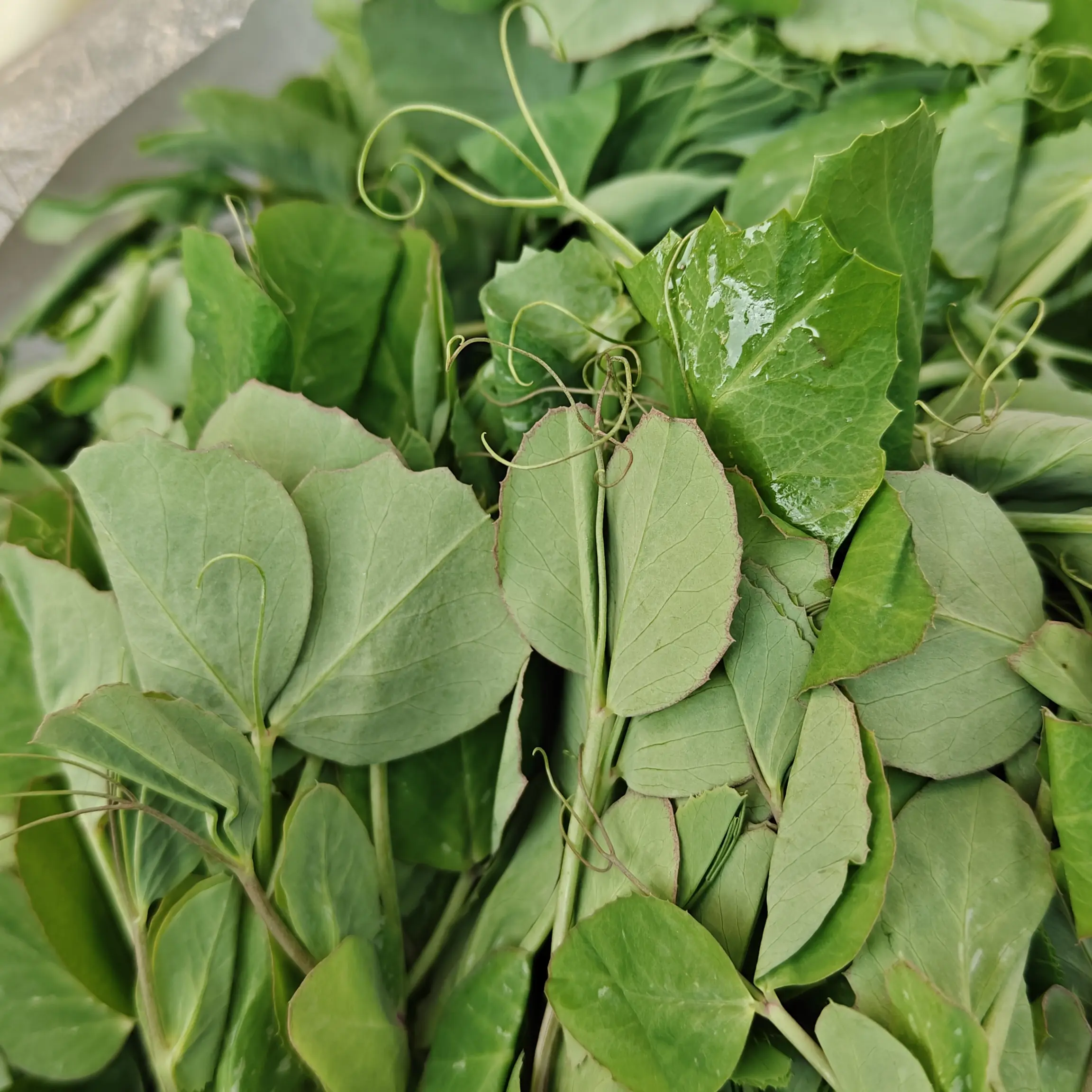 贵州农村赶集豌豆尖