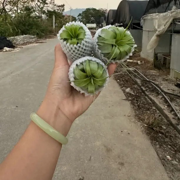 空气凤梨 贝可利三颗绿色