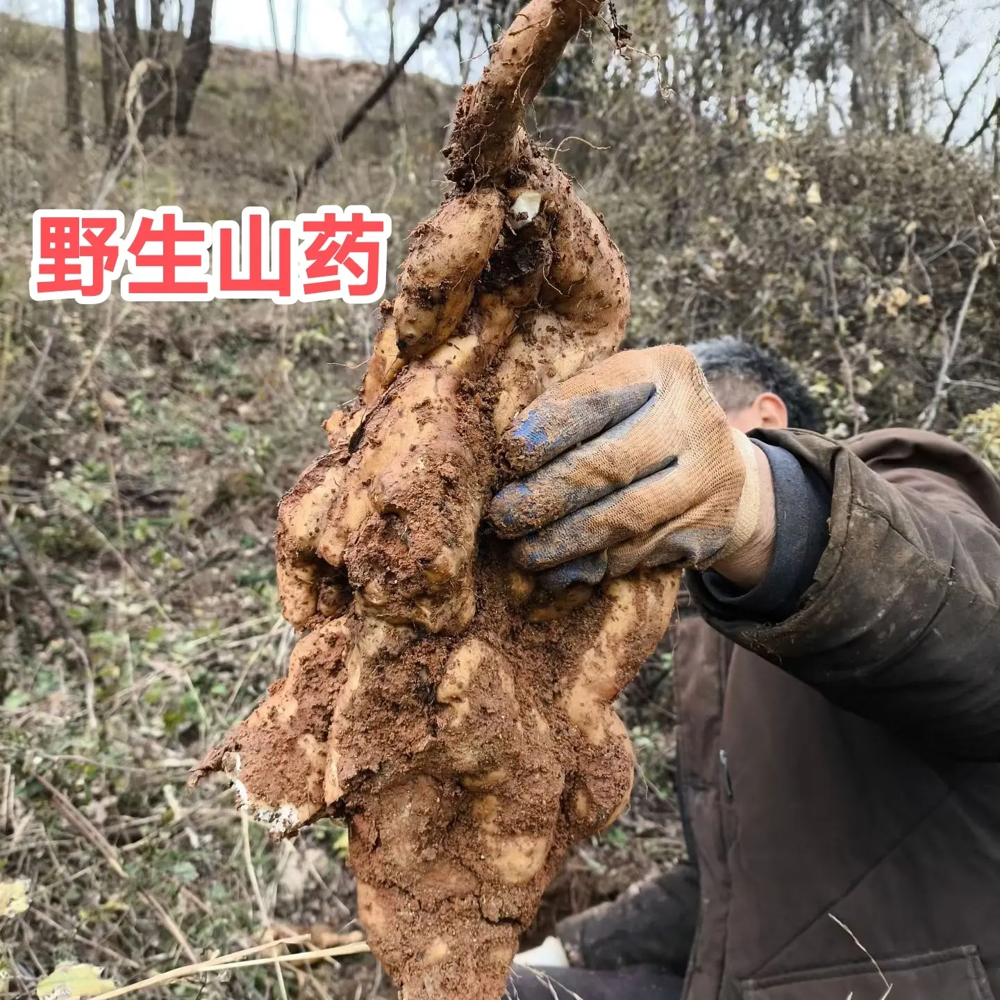 新鲜现挖深山野生山药营养高口感好可煲汤