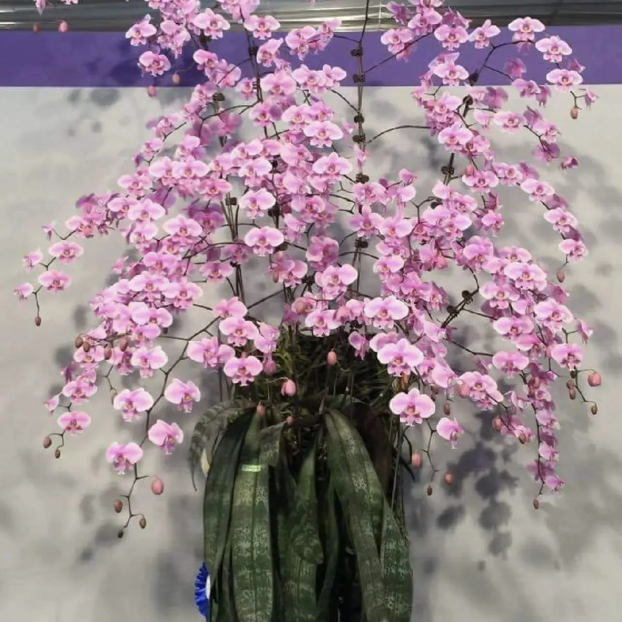 【福利品拍一发二】西雷利蝴蝶兰冠军西1.7寸宝宝苗