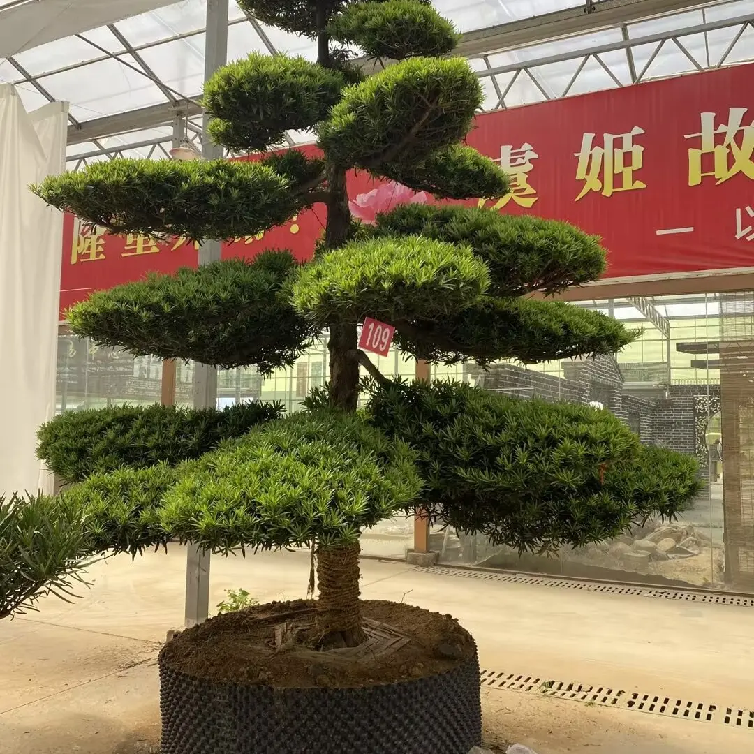造型罗汉松老桩大型盆景别墅绿植庭院罗汉松