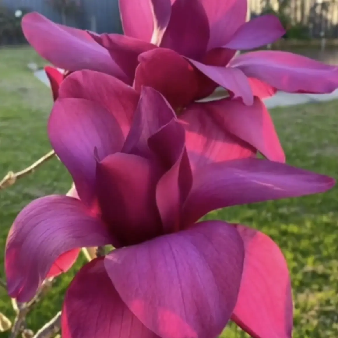 火神玉兰花浓香耐寒好养活