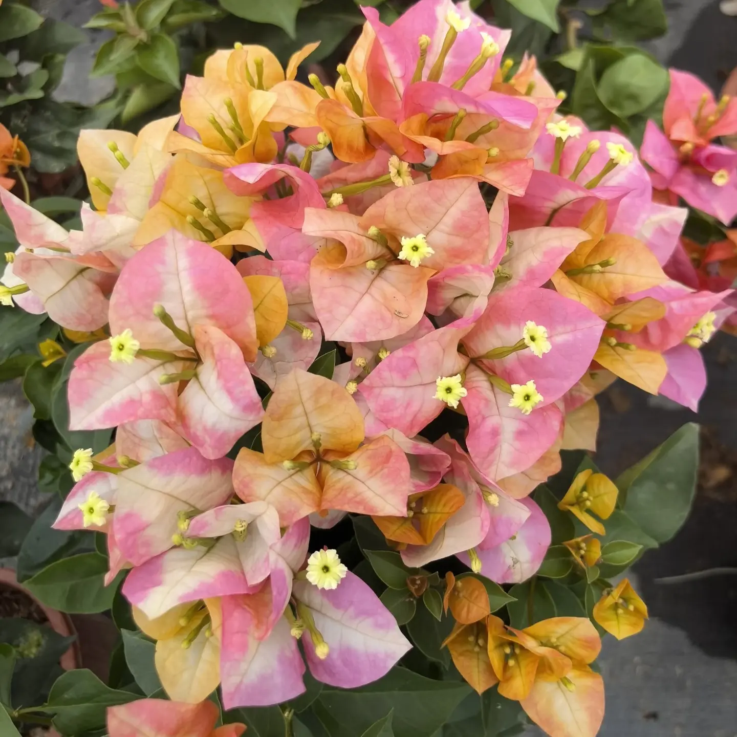 15彩色三角梅运输途中会掉花落叶折枝光杆介意勿拍